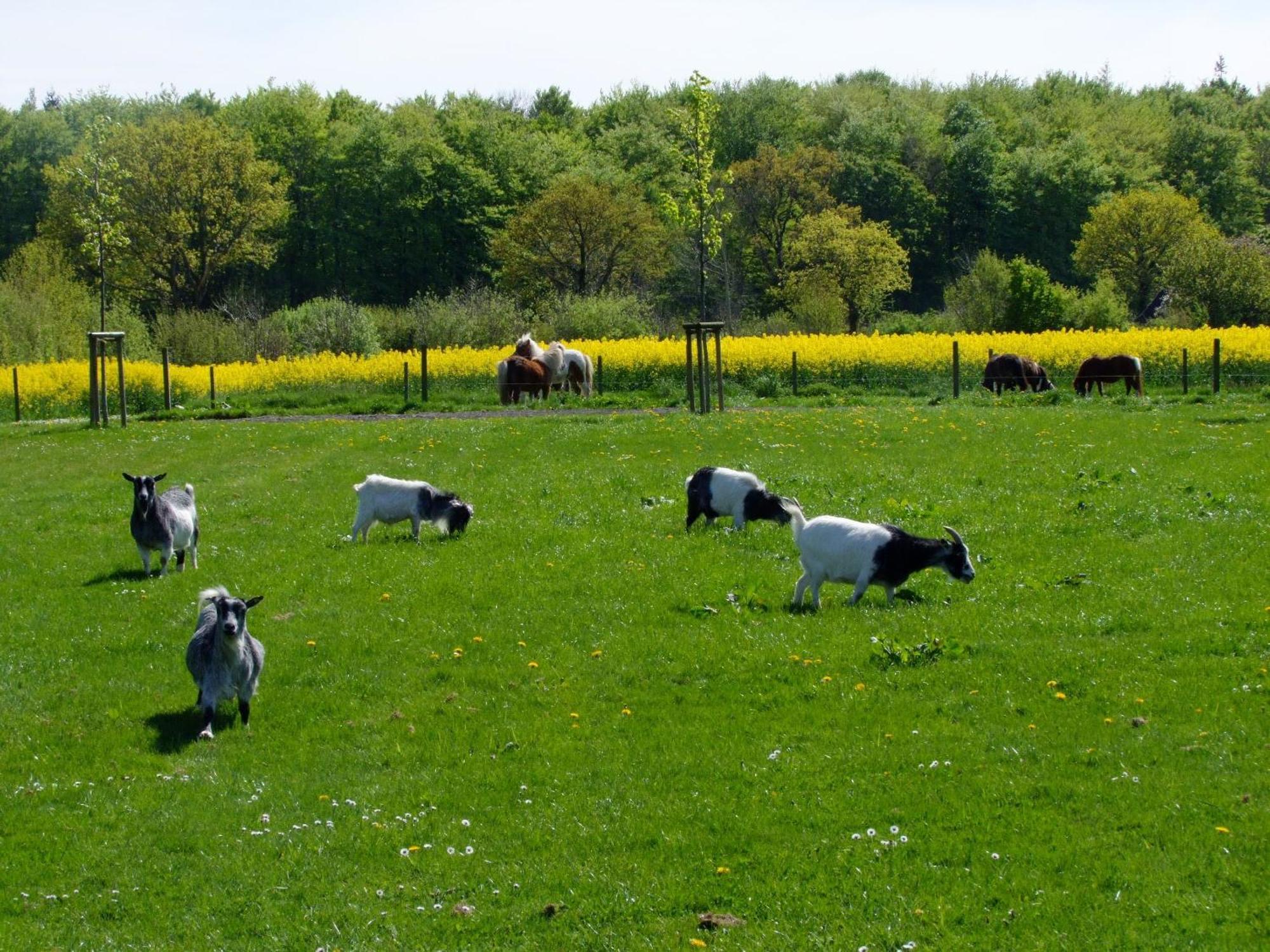 Ferienwohnungen Auf Dem Ferienhof Sell Stoltebüll Exteriör bild